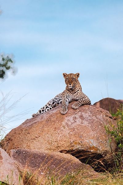 Africa-Tanzania-Serengeti National Park Leopard resting on boulder